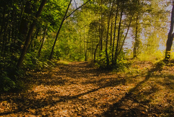 autumn in the forest