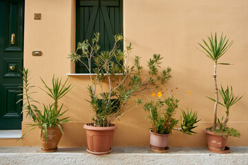 Four plants in pots on near a textured wall with a window, Greece. Front view. 