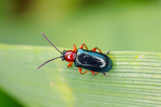 Cereal leaf beetle (Oulema melanopus) on the cereal leaf. It is a significant cereals pest.
