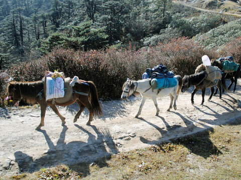 Ponies carrying loads of food supplies and essential commodities at Sandakphu situated at 12,400 ft altitude in Darjeeling, India. This place is remote in Darjeeling and there is no transportation.