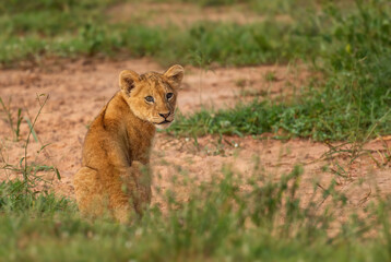 Obraz na płótnie Canvas Lion cub - Panthera leo, iconic animal from African savannas, Murchison falls, Uganda.