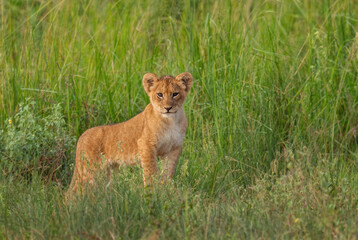 Lion cub - Panthera leo, iconic animal from African savannas, Murchison falls, Uganda. - obrazy, fototapety, plakaty