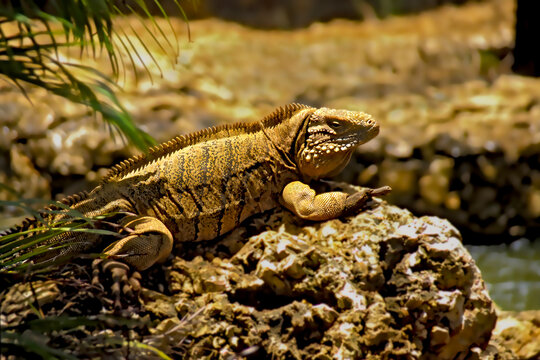 GrosPlan Bilder Durchsuchen 1,374 Archivfotos, und