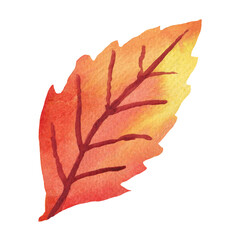Autumn leaf. Watercolor clipart. Hand-drawn image