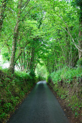 Cornish Over Growth Back Road