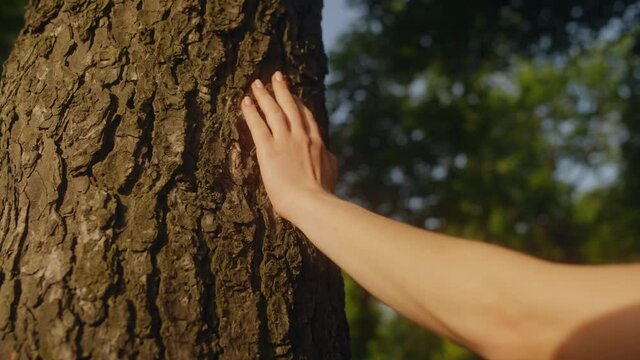 Woman touching bark of tree with hand, uniting with nature, channeling energy