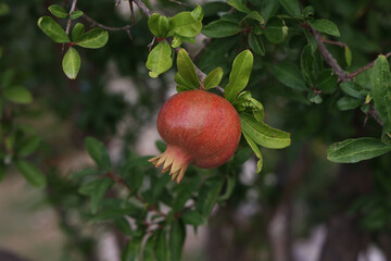 Pomegranate fruit matures on tree in summer
