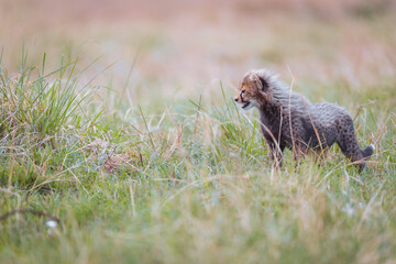 Cheetah with cubs in Masai Mara, Kenya