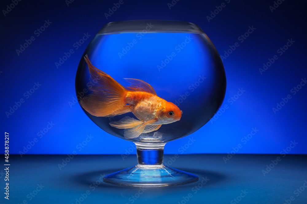 Sticker Beautiful gold fish in bowl on color background