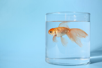 Beautiful gold fish in bowl on color background
