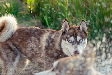 siberian husky dog