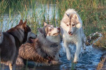 three dogs playing in the water