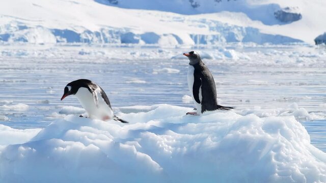 Gentoo Penguins on the ice in Antarctica