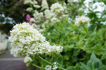 White Valerian Cluster of Flowers