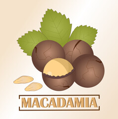 Macadamia nuts in a shell with cracks and leaves on a brown background. The finished image in a flat style. The inscription of the name.