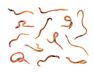 Earthworms crawling set. Isolated on white background