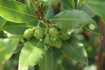 Many green unripe berries of Laurel bush on branches. Laurus nobilis on late summer
