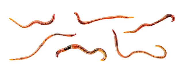 Fotobehang Set of worms Isolated on white background. Earthworm live bait for fishing © Iana Alter
