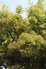 Fototapeta na wymiar Pyracantha bush with green unripe berries on branches on summer on a sunny day