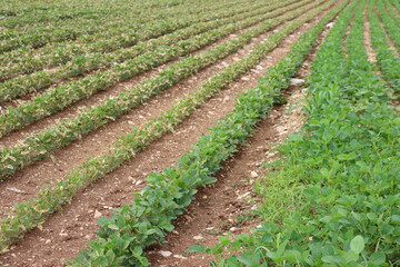 Soybean field damaged by herbicide  near green soybean field on springtime in the italian countryside