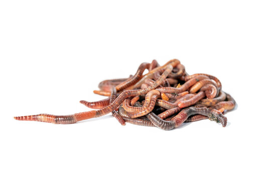 Heap of worms. Curled wiggling pests or earthworms isolated on white.