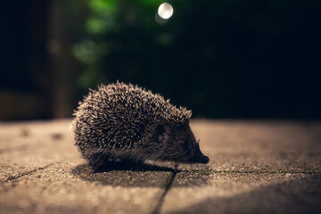 Hedgehog at night at the entrance to the house
