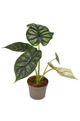 Topical 'Alocasia Baginda Dragon Scale' houseplant in flower pot on white background