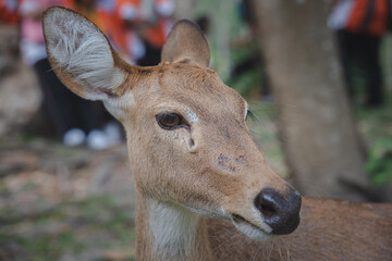 An adorable red deer in the green forest.	
