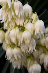The yucca palm tree with white bell flowers grows naturally.