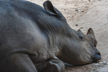Fototapeta premium A close up photo of an white rhino or rhinoceros with including of face, horn and eye. South Africa