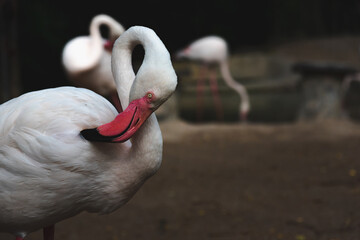 Fototapeta premium Many bird pink flamingo are walking on the blue salt lake of public forest, Pink flamingos resting to represents wildlife habitat.