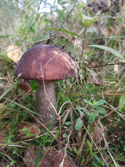 Edible noble mushroom boletus grows in natural conditions.
