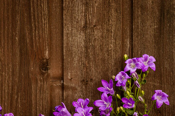 wooden boards painted brown with purple plants in the foreground