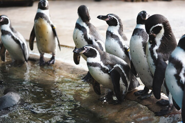Naklejka premium African adorable penguin or Spheniscus demersus also known as the jackass penguin and black-footed penguin. which stay in African. 