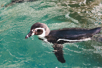 Naklejka premium African adorable penguin or Spheniscus demersus also known as the jackass penguin and black-footed penguin. which stay in African. 