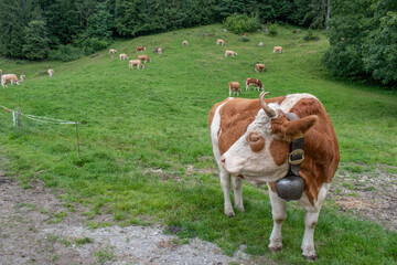 Fototapeta na wymiar Beautiful swiss cows. Alpine meadows. farm.
