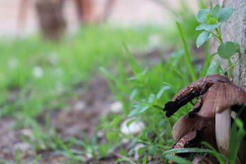 Fototapeta premium mushrooms in the grass
