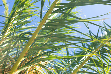 tropical plant backgound - palm tree leaves