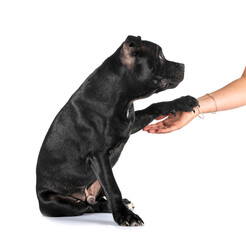 staffordshire bull terrier