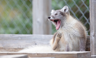 Very young polar fox