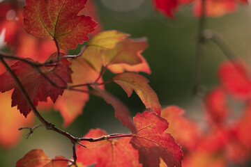 sonniger Herbsttag, September, orange/rot/braun/grün
