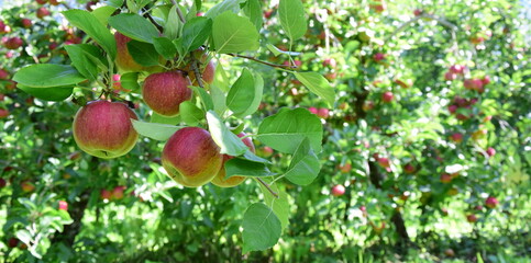 Saftige rote Äpfel am Baum vor der Apfelernte in Lana, Südtirol, Europa	