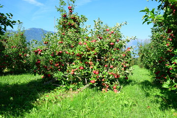 Fallen apple tree after a storm