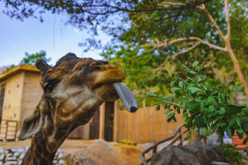 Fototapeta na wymiar Close up of a Giraffe is eating some green leaf.