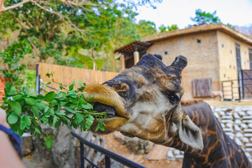 Close up of a Giraffe is eating some green leaf.