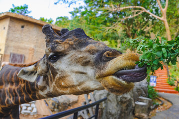 Close up of a Giraffe is eating some green leaf.