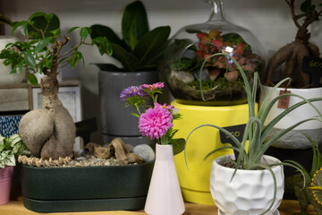 Succulent plants in different flower pots. Indoor plants in the interior.