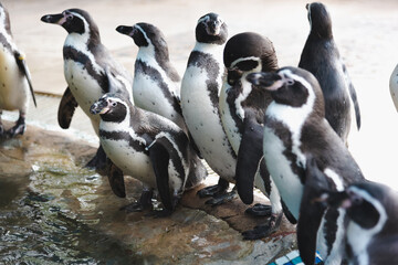African adorable penguin or Spheniscus demersus also known as the jackass penguin and black-footed penguin. which stay in African.