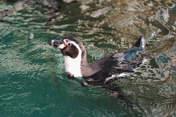 African adorable penguin or Spheniscus demersus also known as the jackass penguin and black-footed penguin. which stay in African.