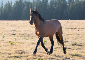 Blood bay wild horse stallion running in the mountains of the western United States